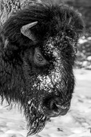 black & White Bison