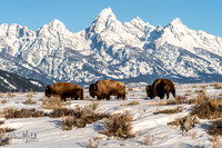 Bison Boys at Tetons