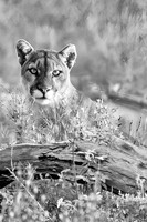 Mountain Lion Glacier 2019 B & W