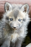 Baby Kit
