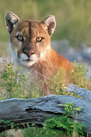 Mountain Lion Glacier 2019