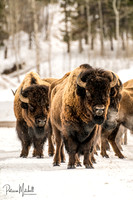 On Guard