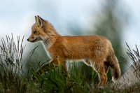 Prancing Kit Fox (1 of 1)