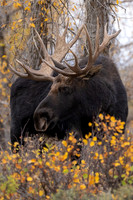 Autumn moose II