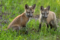 Two Kits