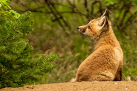 fOX Kit cb