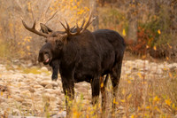 Autumn moose