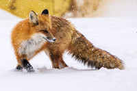 Yellowstone Snowy Fox