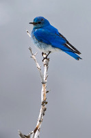 Mountain Blue Bird