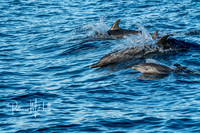 dolphins (1 of 1)