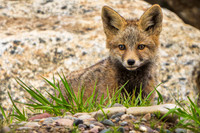 Kit Fox (1 of 1)