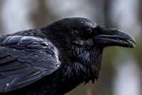 Raven