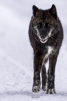 Big Bad Wolf II