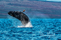 Humpback Breach (2 of 2)
