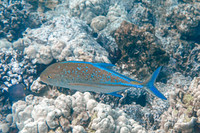 bluefin trevally (1 of 1)