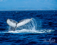 Whale of a Tale