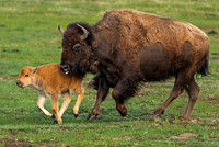 Bison & Reddog on the run