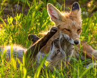 A Fathers Love